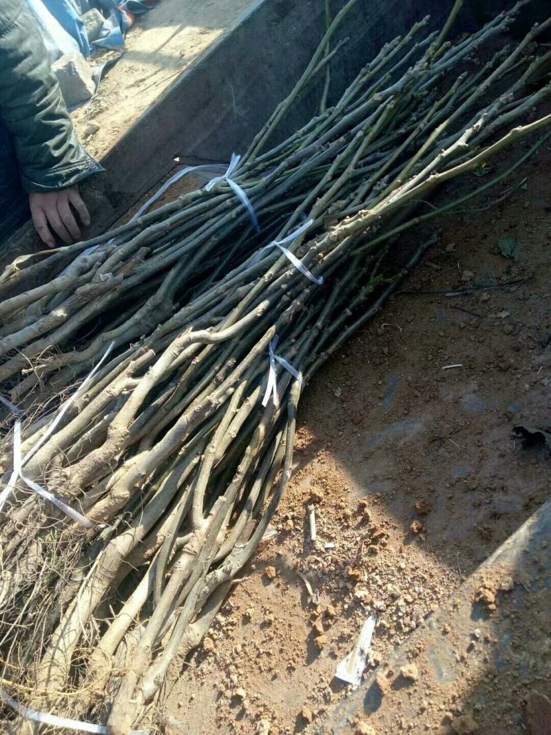 红米核桃苗美国山核桃品种都比不了薄皮的香玲核桃苗好吃