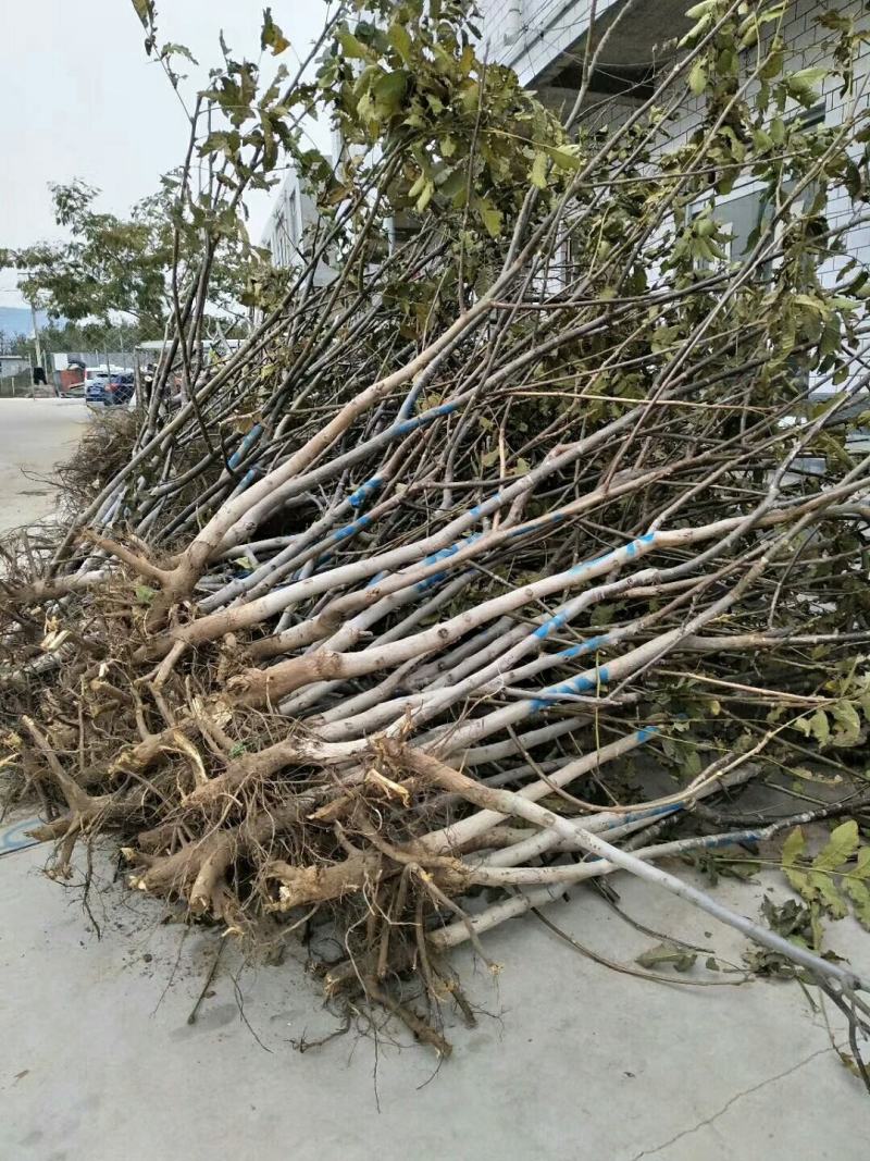 红米核桃苗美国山核桃品种都比不了薄皮的香玲核桃苗好吃