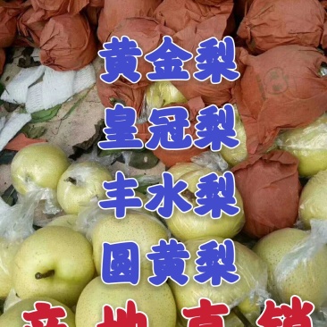 【黄金梨皇冠梨圆黄梨丰水梨】产地批发口感脆甜