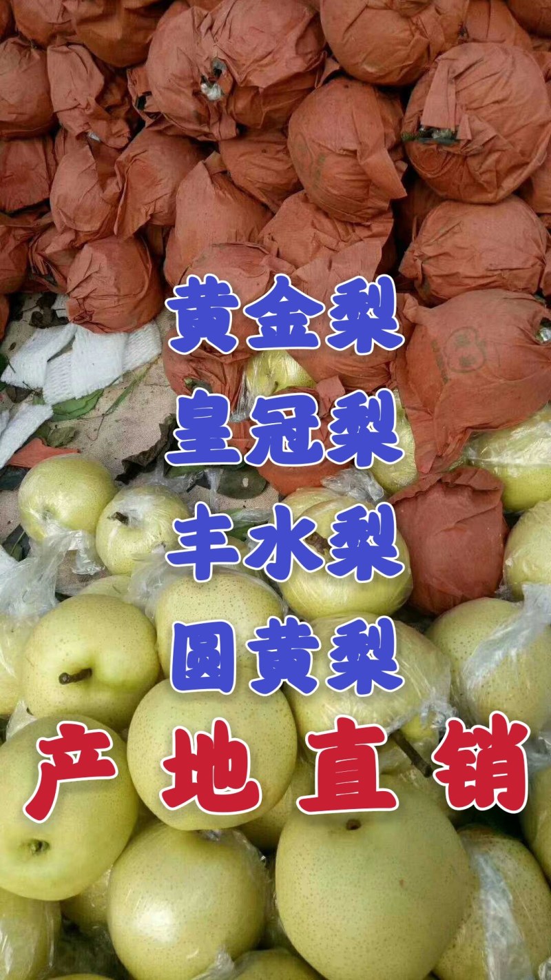 【黄金梨皇冠梨圆黄梨丰水梨】产地批发口感脆甜