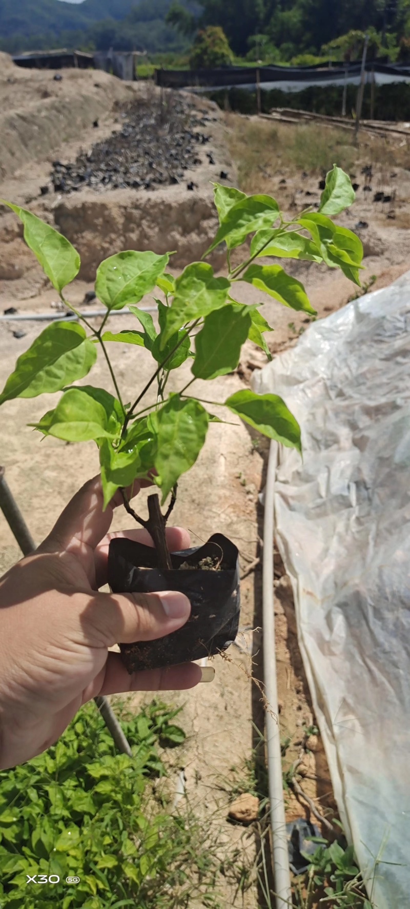 大量炮仗花中袋，杆粗，根细