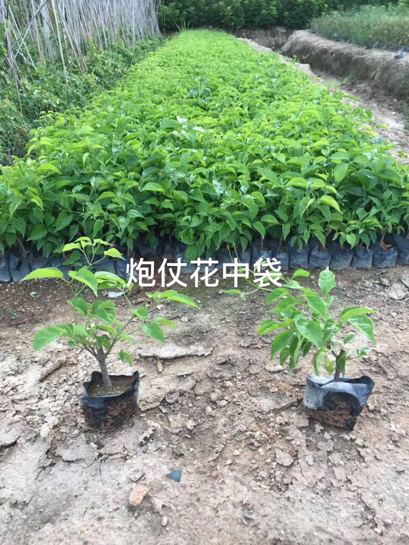 大量炮仗花中袋，杆粗，根细