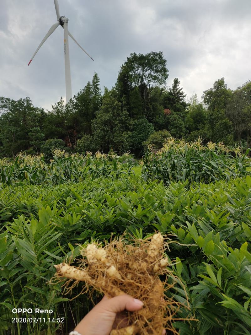 中药根茎类玉竹干，条，片