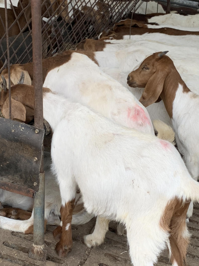 出售波尔山羊怀孕母羊种公羊自家养殖种羊