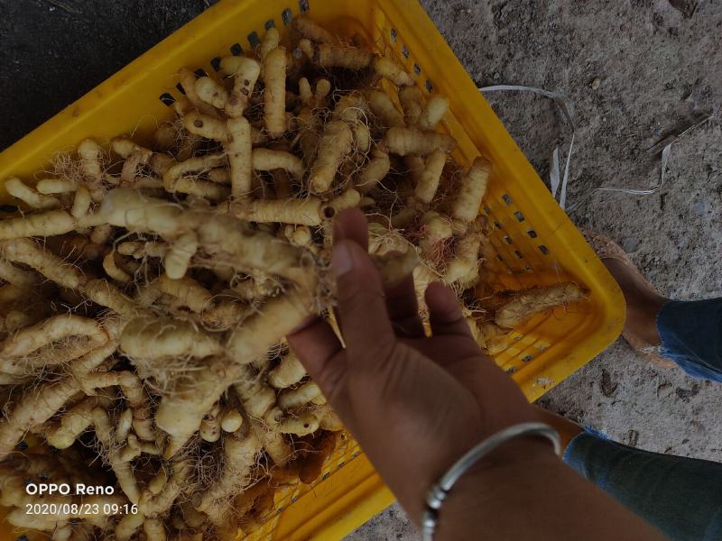 中药根茎类玉竹干，条，片