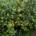 大凉山特色水果软刺刺梨！