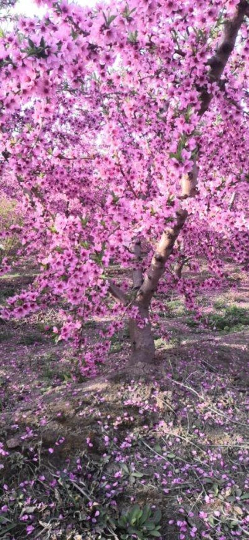 【推荐】桃树5-10公分直杆桃树嫁接桃树品种齐全