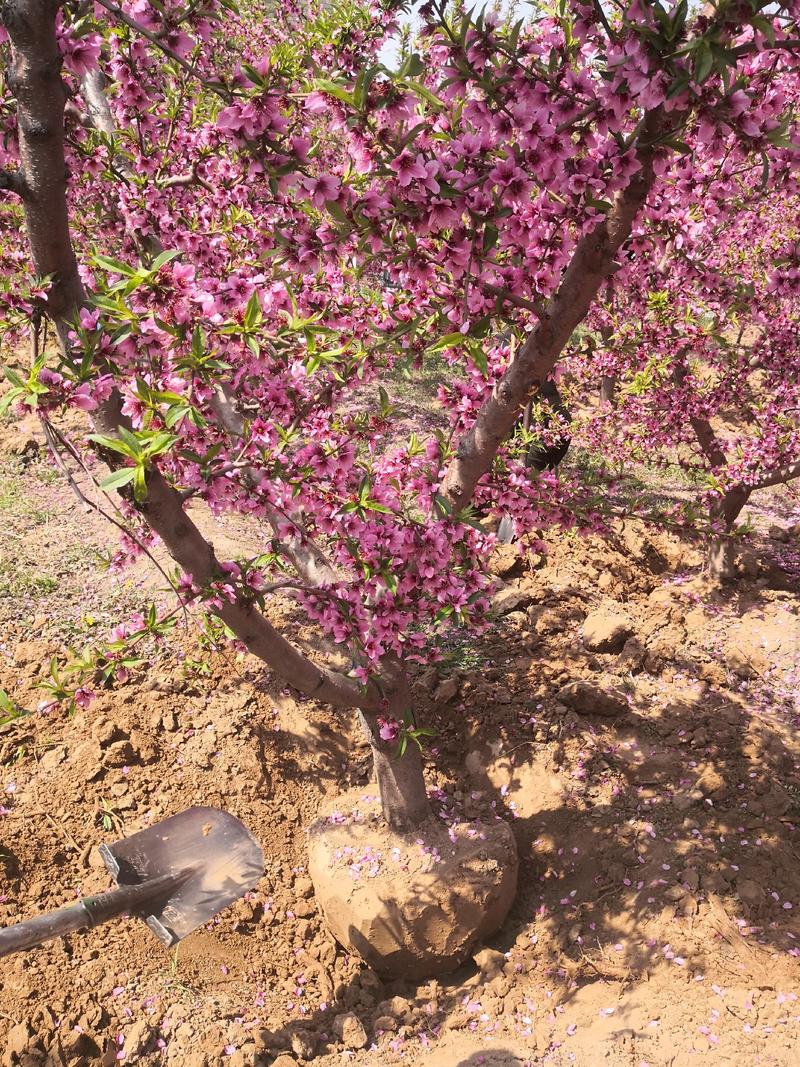 【推荐】桃树5-10公分直杆桃树嫁接桃树品种齐全