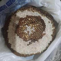 云南Y生马蜂，蜂蛹，全年供货