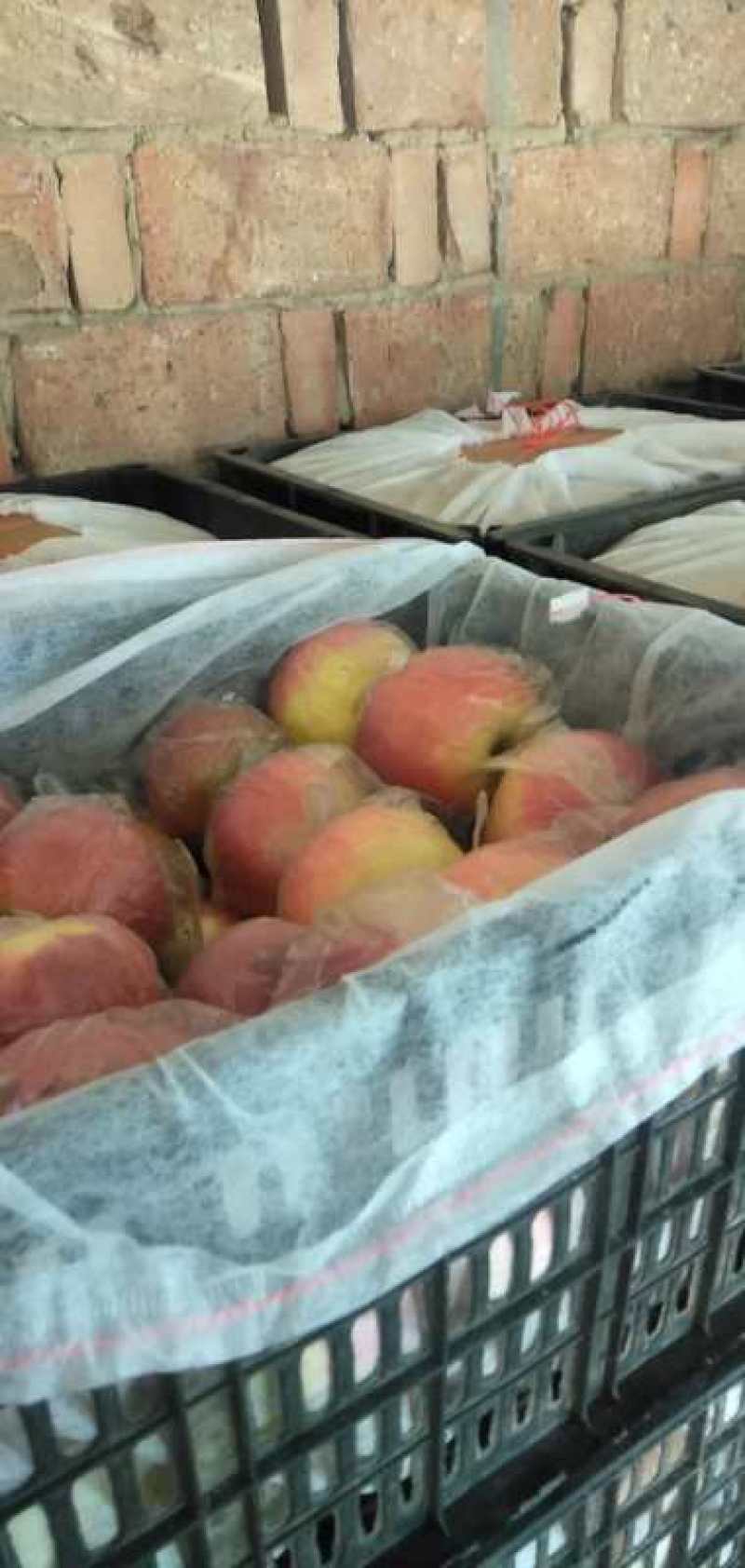 美八苹果，