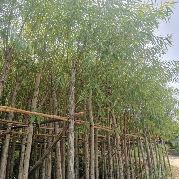 供应：6公分到8公分的柳树