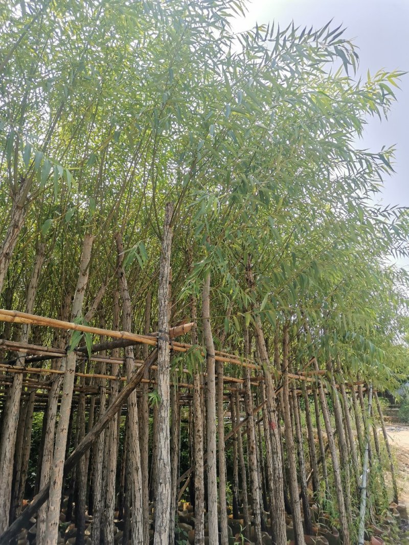 供应：6公分到8公分的柳树