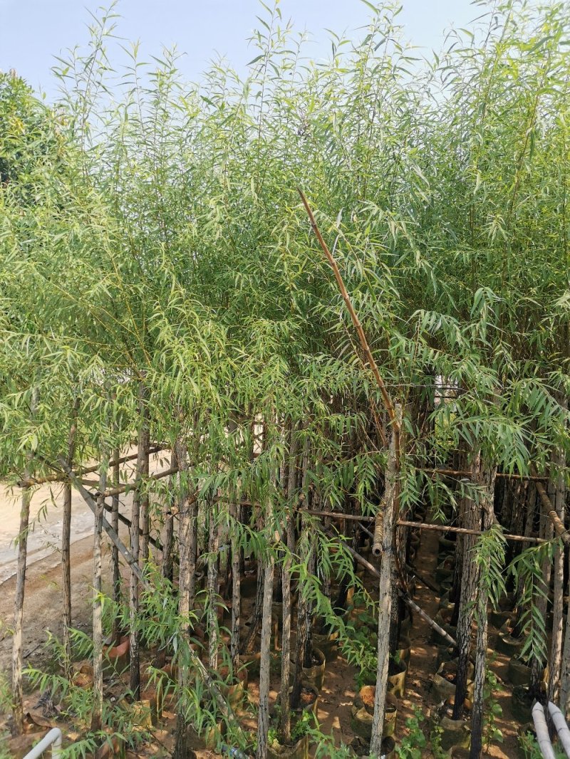 供应：6公分到8公分的柳树