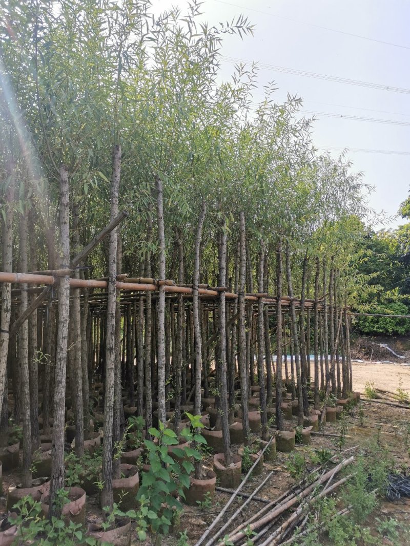 供应：6公分到8公分的柳树