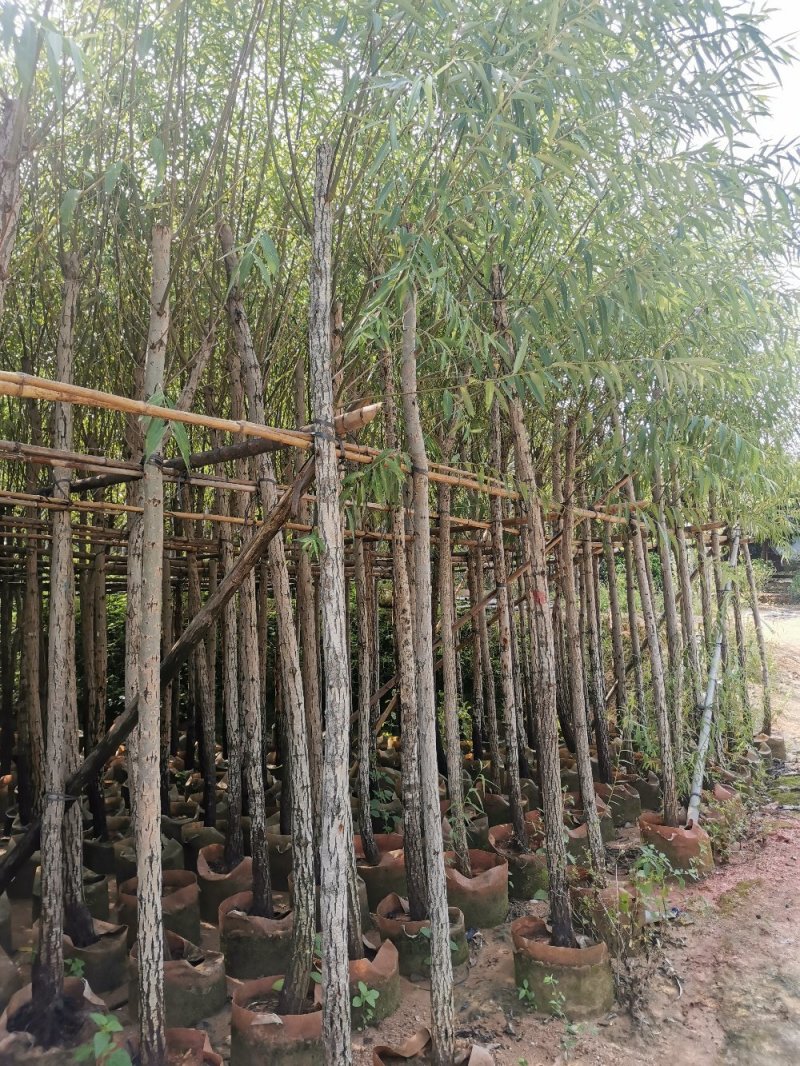 供应：6公分到8公分的柳树
