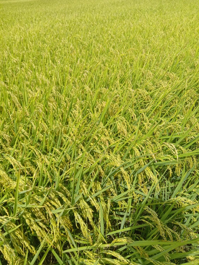 东北延寿香米龙稻18