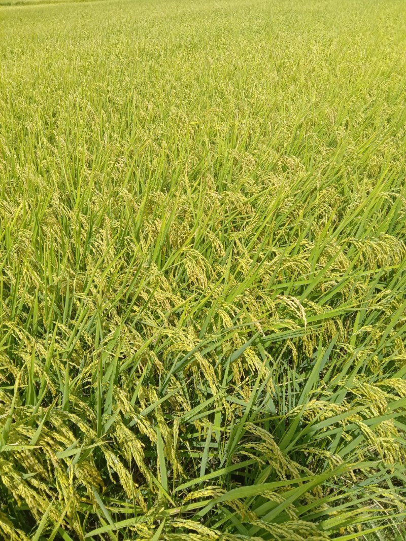 东北延寿香米龙稻18