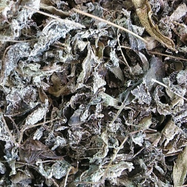 大山里的纯野生藤茶，绿色安全