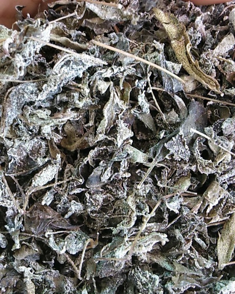 大山里的纯野生藤茶，绿色安全