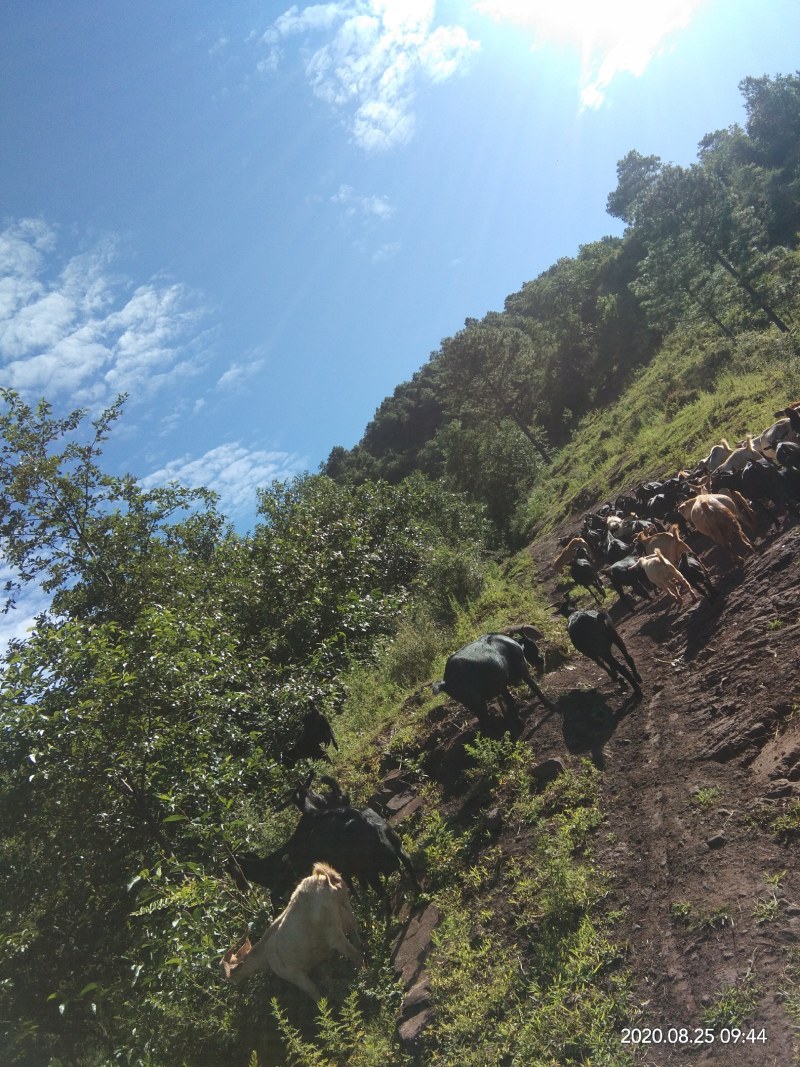 贵州山区常年放羊山羊阔叶林多种杂草药草生态资源区