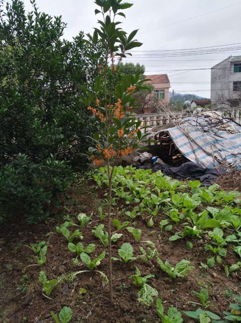 包邮丹桂状元红丹桂朱砂桂血桂1-30公分苗场自产自销
