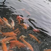 南海鱼塘自养日本锦鲤鱼