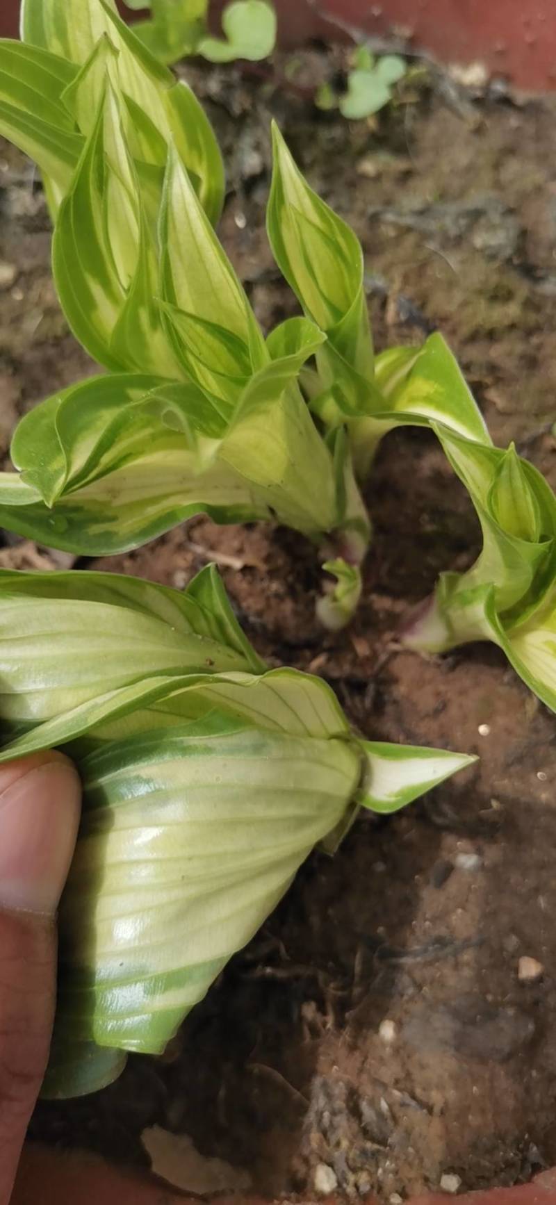 产地直供玉簪苗金边玉簪青叶玉簪观叶植物庭院工程绿化苗
