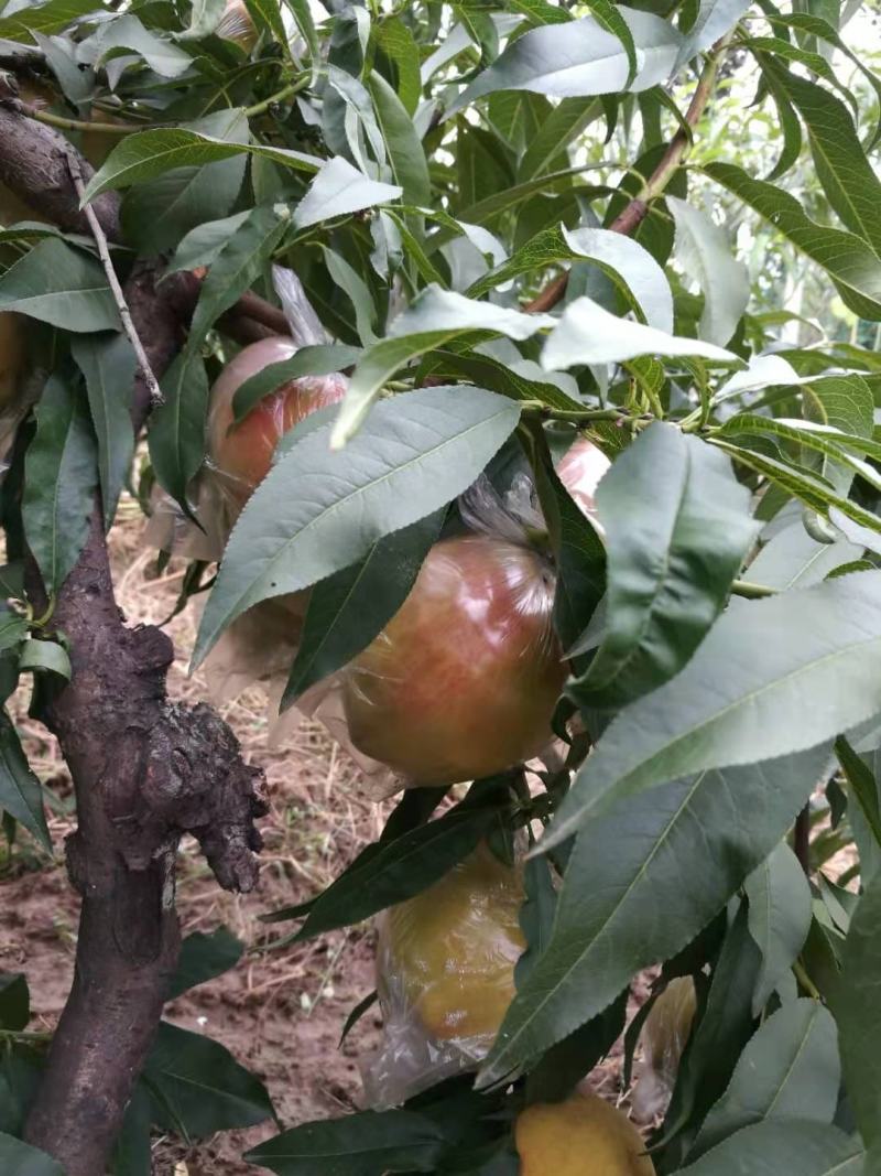 膜袋黄桃，口感脆甜，黄肉细腻