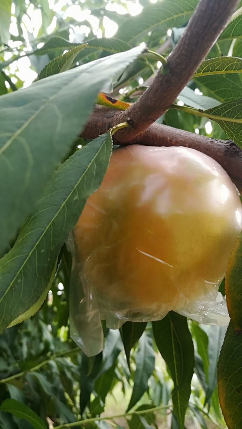 膜袋黄桃，口感脆甜，黄肉细腻
