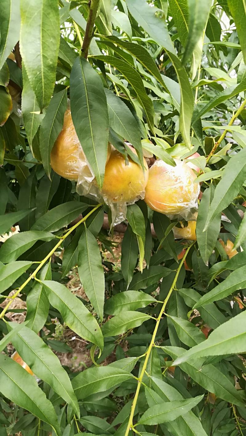 膜袋黄桃，口感脆甜，黄肉细腻