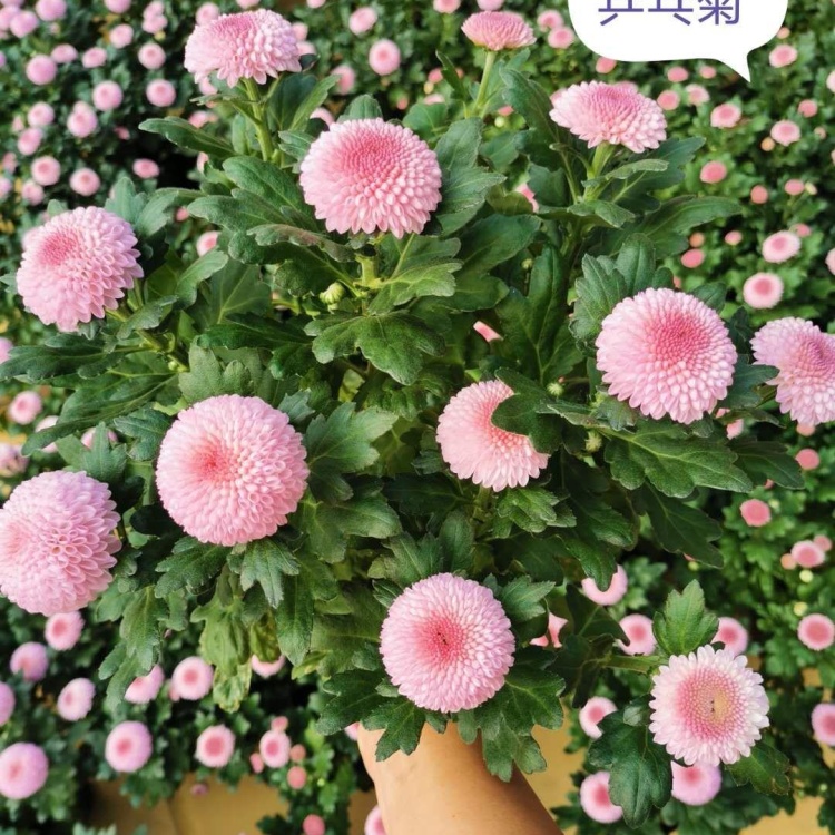菊花17 菊花-多头黄Bonus | 菊花-多头| 菊花-多头| 菊花| 切花类| All
