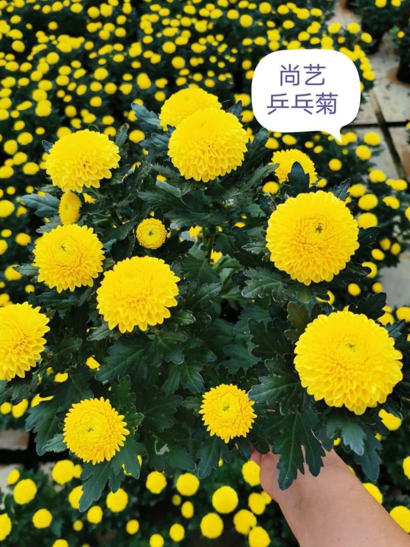 菊花乒乓菊傲雪菊基地直供混色装15盆一箱