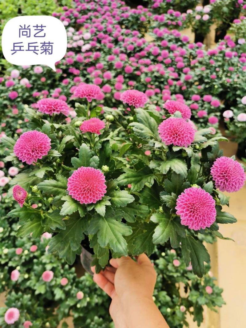 菊花乒乓菊傲雪菊基地直供混色装15盆一箱