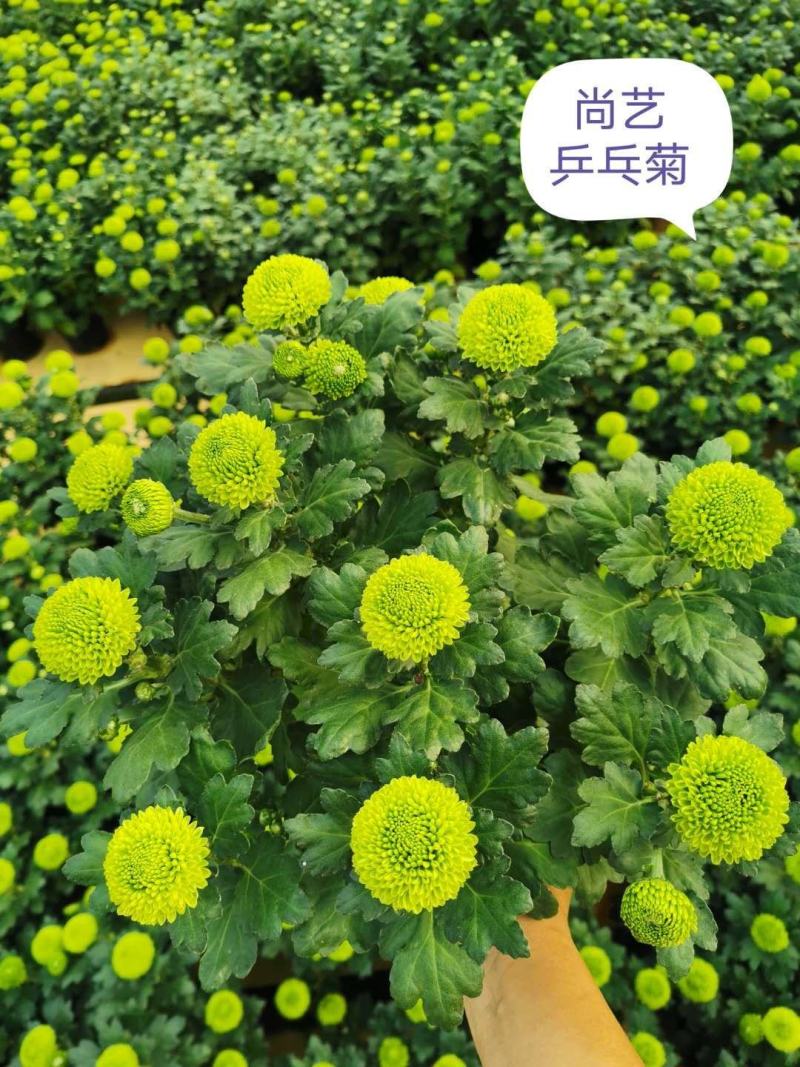 菊花乒乓菊傲雪菊基地直供混色装15盆一箱