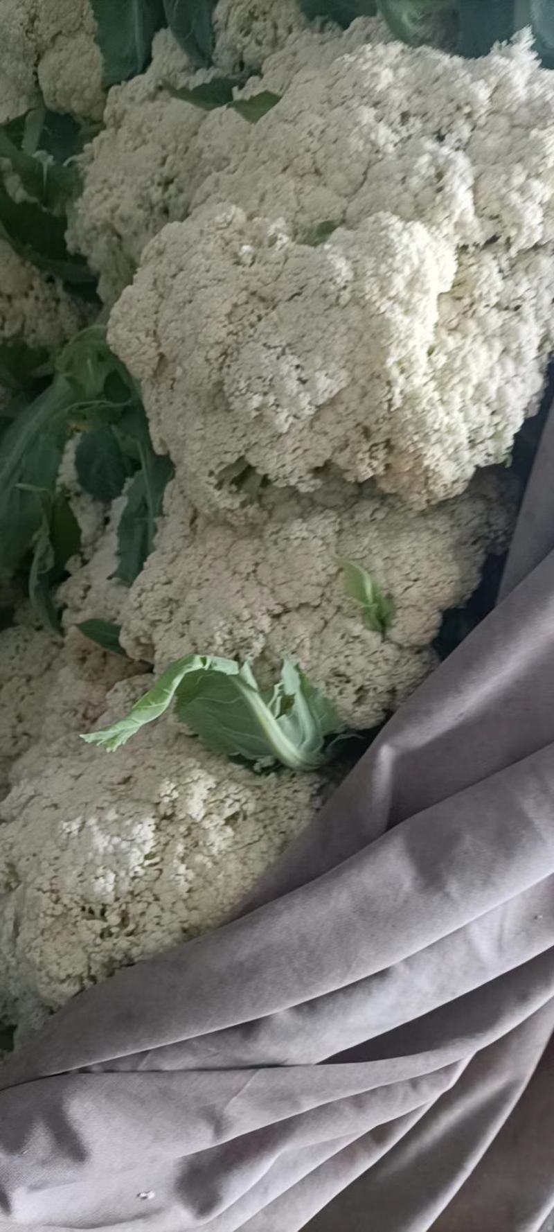 精品蔬菜实力代办团队