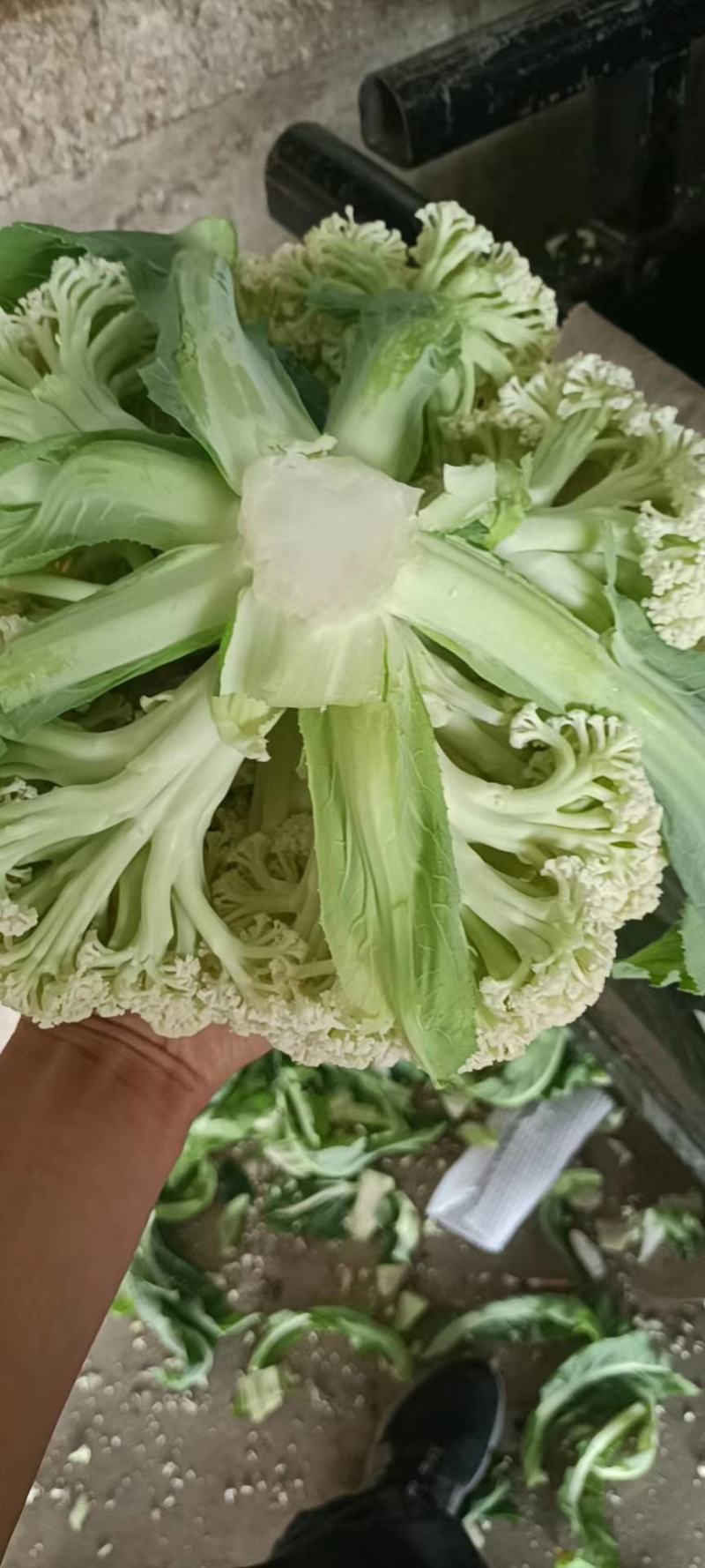 精品蔬菜实力代办团队