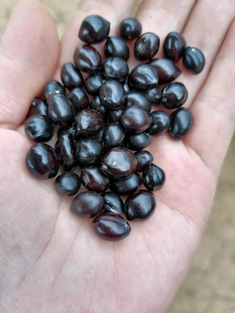 山豆根种子自然熟颗颗饱满