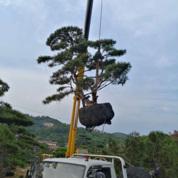 造型松造型油松造型黑松盆景