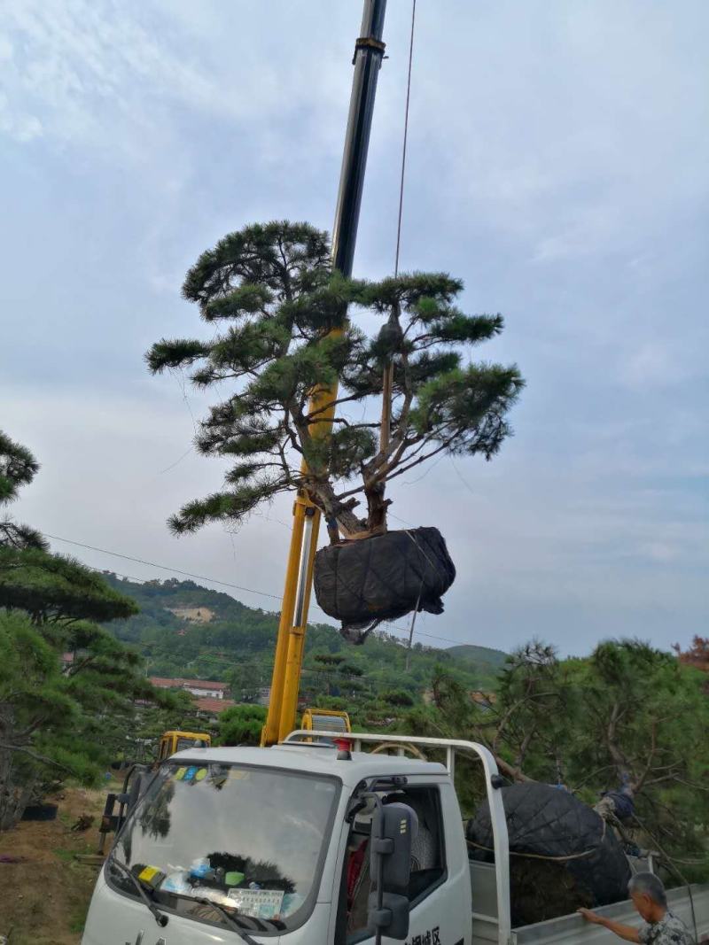 造型松造型油松造型黑松盆景