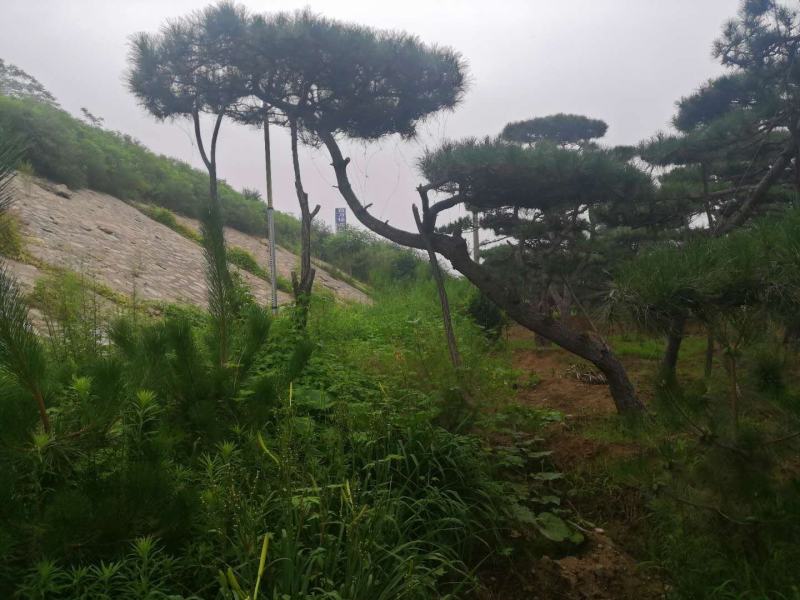 造型松造型油松造型黑松盆景