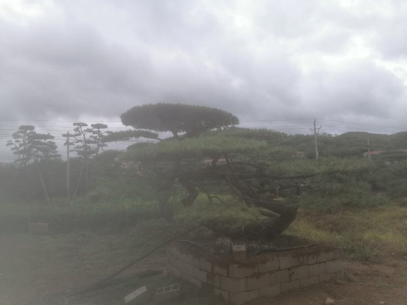 造型松造型油松造型黑松盆景