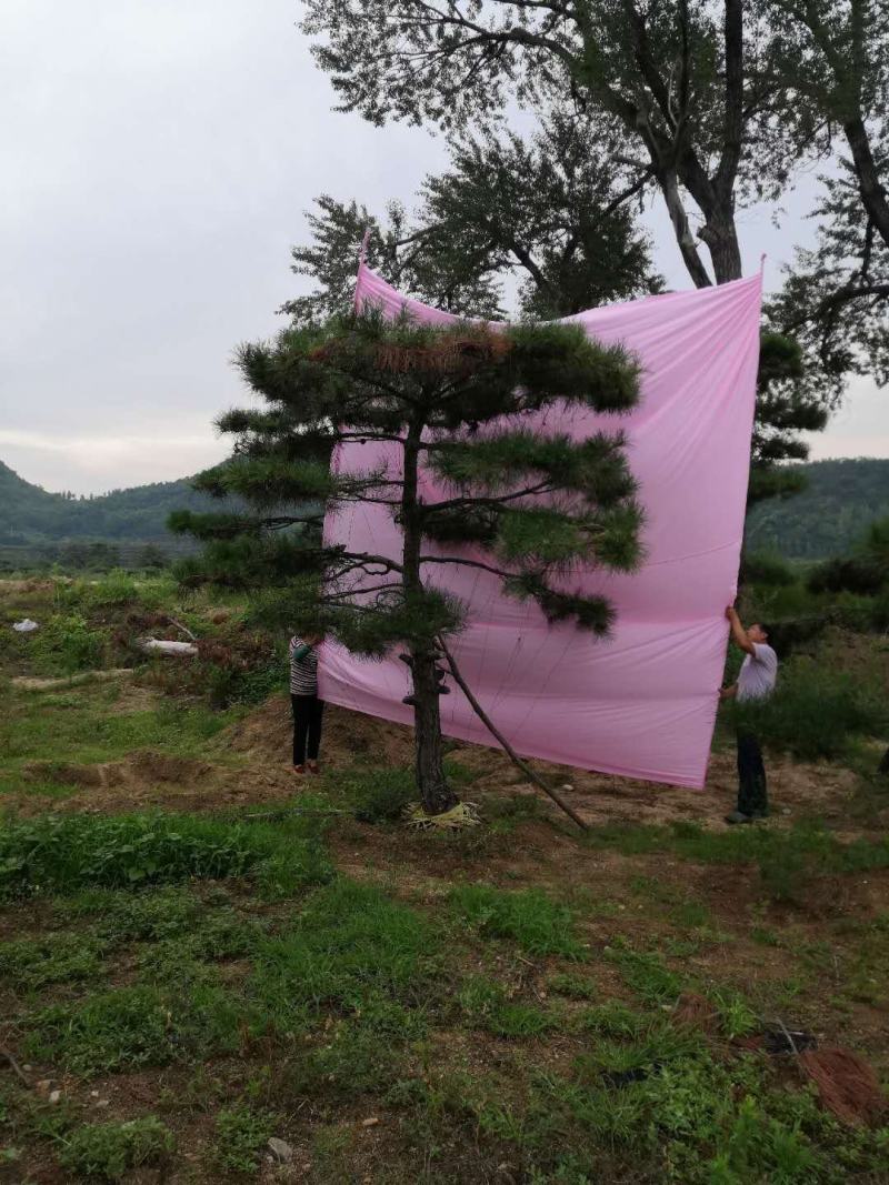 造型松造型油松造型黑松盆景