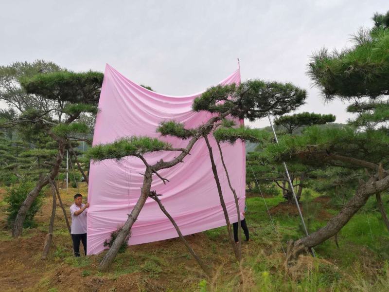 造型松造型油松造型黑松盆景