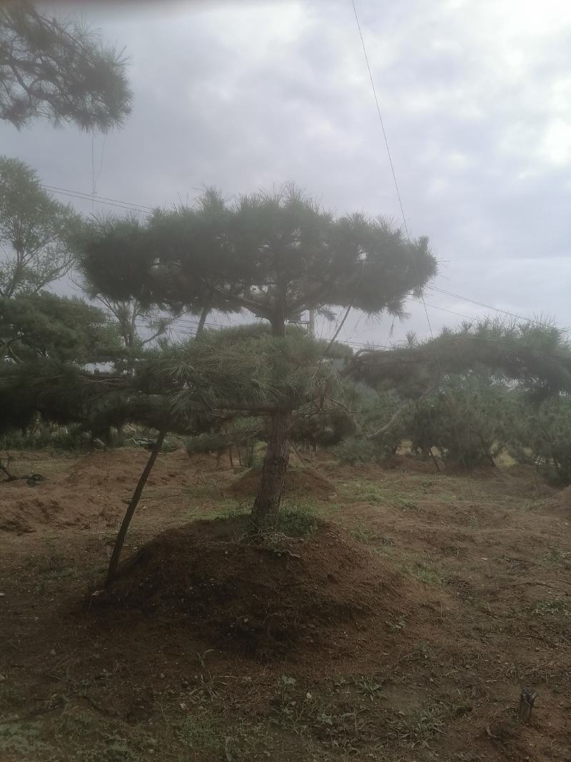 造型松造型油松造型黑松盆景
