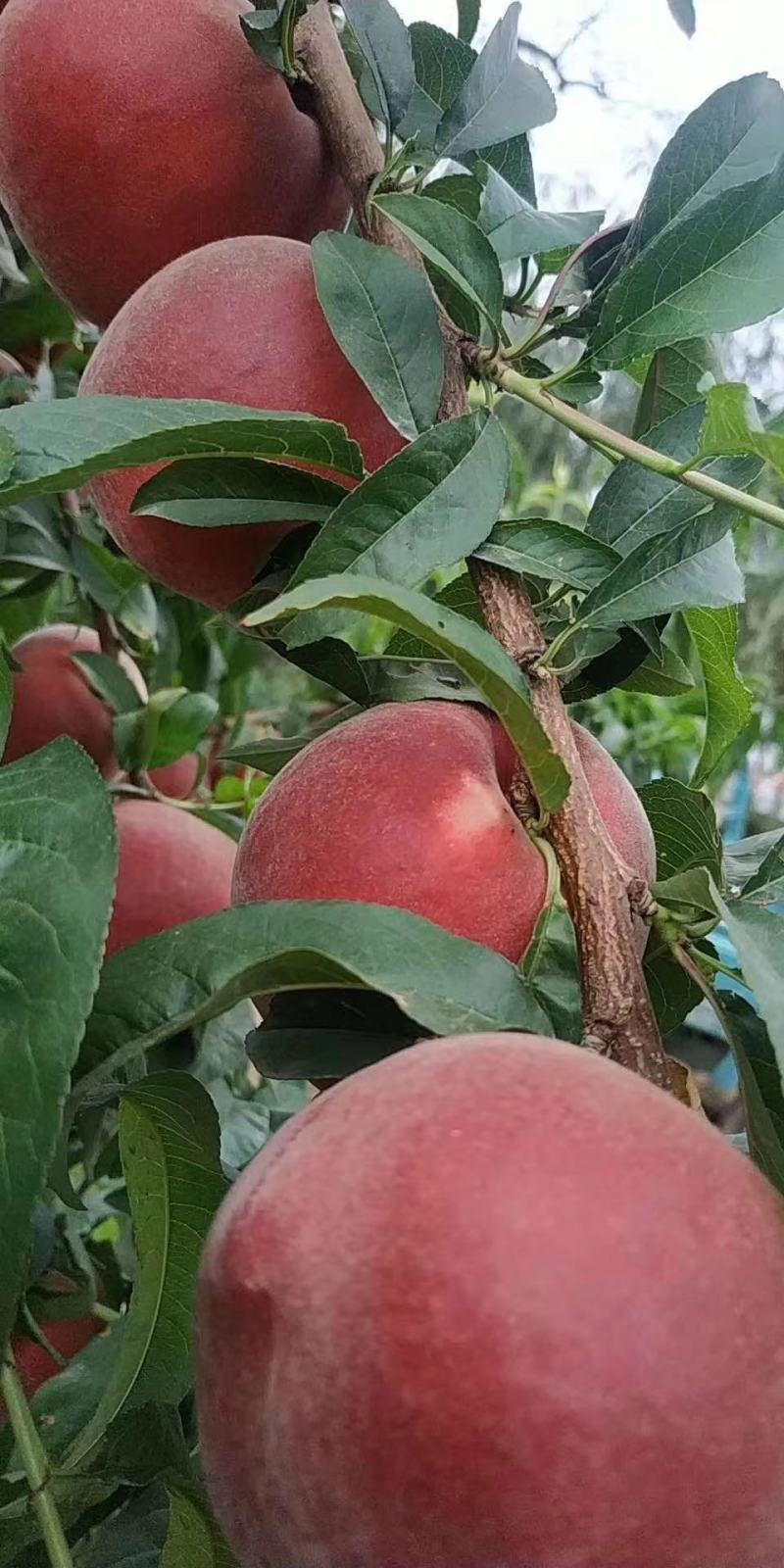 山东秋彤毛桃种植基地产地批发全国各地都发货可视频看货