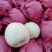 礼泉小河酥梨大量上市了货源充足品质保障欢迎联系