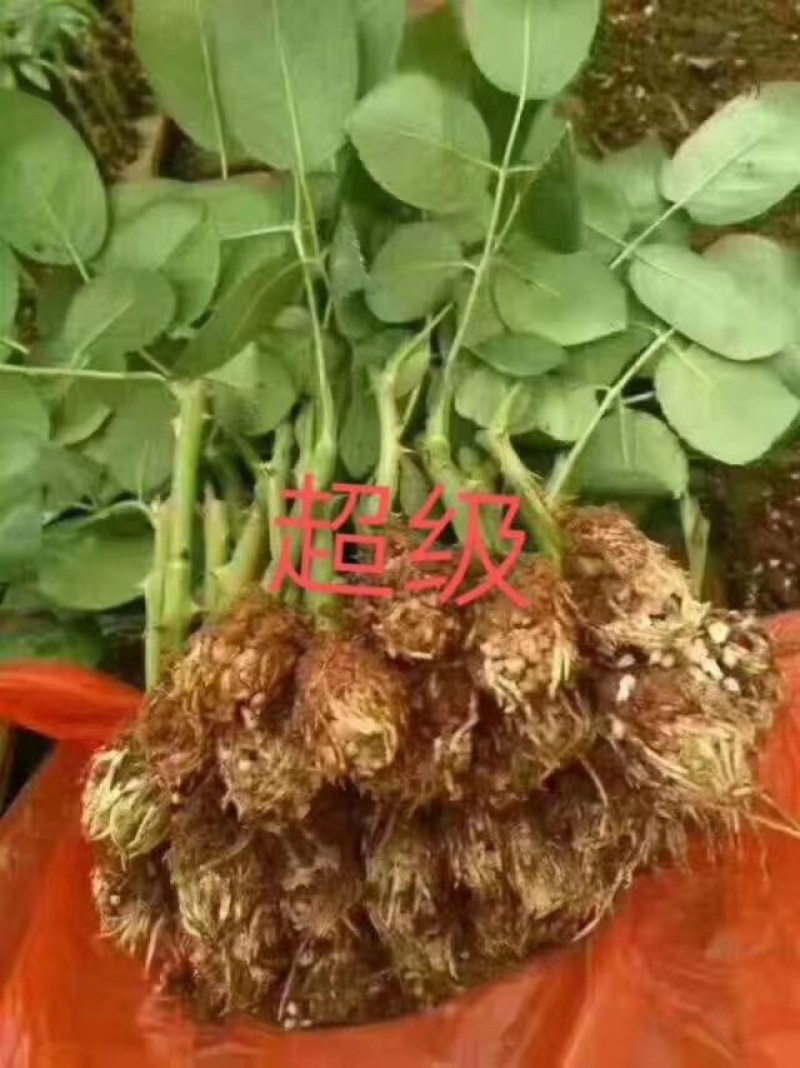 斗南批发玫瑰苗，假一赔百，自产自销，发空运，冷链运输