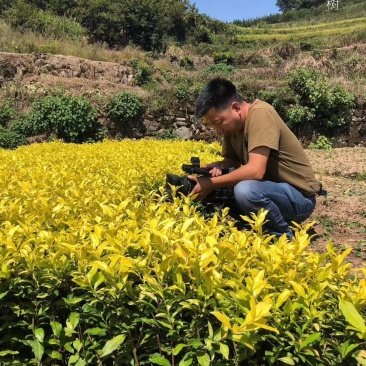 茶苗茶叶小苗黄金芽西湖龙井乌牛早奶白茶白茶