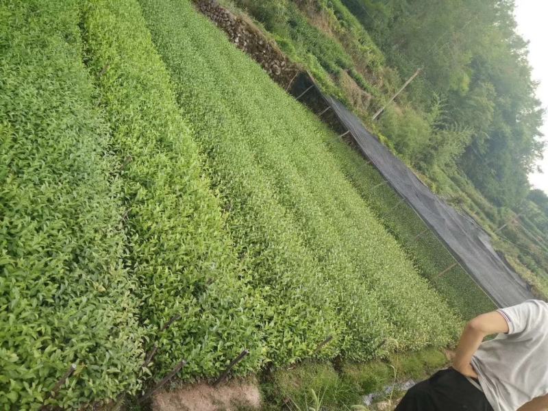 茶苗茶叶小苗黄金芽西湖龙井乌牛早奶白茶白茶