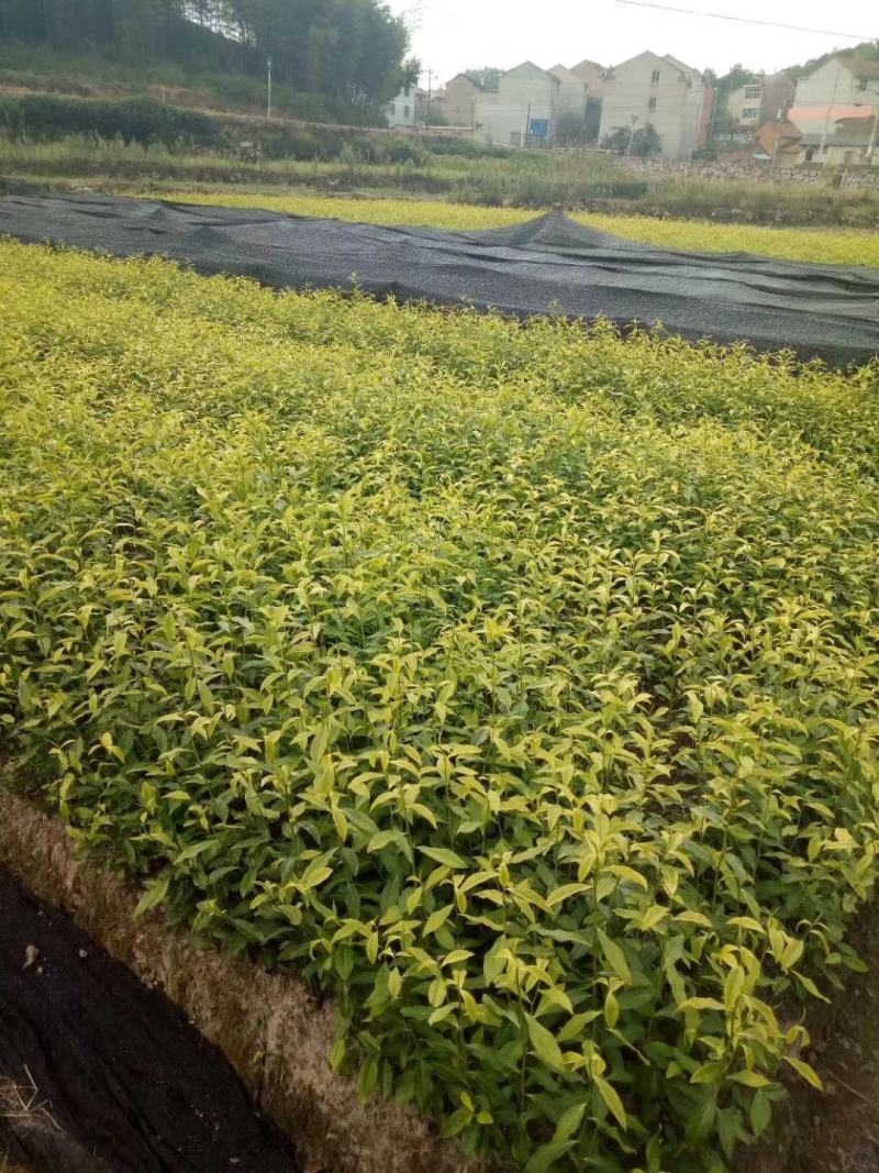 茶苗茶叶小苗黄金芽西湖龙井乌牛早奶白茶白茶
